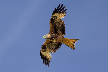 Milano real en vuelo en Guadarrama