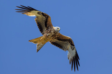 Milano real en vuelo en Guadarrama