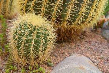 Golden barrel cactus (echinocactus grusonii) also known as golden ball or mother-in-law's cushion,...