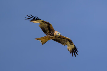 Milano real en vuelo en Guadarrama