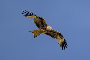 Obraz premium Milano real en vuelo en Guadarrama