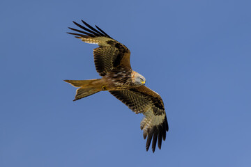 Milano real en vuelo en Guadarrama
