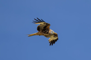 Milano real en vuelo en Guadarrama