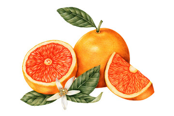 Hand drawn tangerine fruit sticker with a white border design element