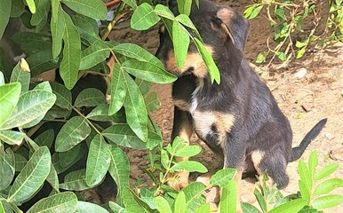black and white dog