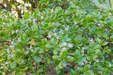 Closeup of Jade plant (Crassula ovata), also known as lucky plant, money plant or money tree, is a...