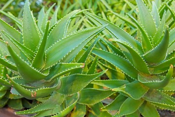 Cloaeup of Aloiampelos ciliaris (formerly Aloe ciliaris) also known as the common climbing-aloe, is a thin, tough, rapidly growing succulent plant native to South Africa.