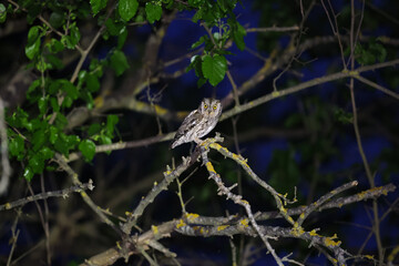 Eurasian scops owl in a tree, photo with otus scops a small owl part of Strigidae family of birds. Wildlife birds photography during the night. 