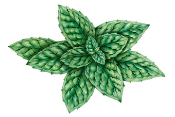 Hand drawn peppermint sticker design element © Rawpixel.com