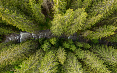 Aerial view from tree top level of mountain river flowing on a rocky riverbed under a dense coniferous forest. The clear freshwater is cold. Summer time, Carpathia, Romania. Luxuriant vegetation - obrazy, fototapety, plakaty