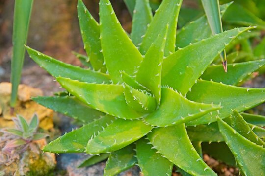aloe vera matratzen topper Aloe Vera Topper