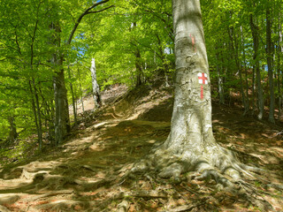 A footpath through a wild beech forest. Springtime - hiking season, Buila Mountains, Carpathia,...