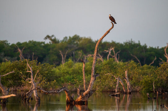 View of Mangrove with Osprey in high aerial perspective, Progreso, Yucatan, Mexico.