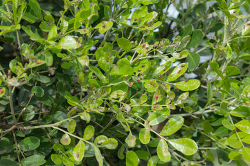 Obraz premium Jadera insects crawling all over green leaves in a garden.