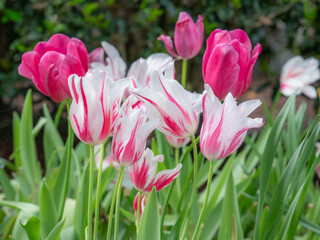 Vibrant tulips blooming in a flowerbed in March.