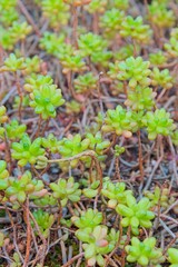 Closeup of Sedum rubrotinctum, commonly known as jelly-beans, jelly bean plant, or pork and beans, is a species of Sedum from the plant family Crassulaceae. It is native to Mexico.