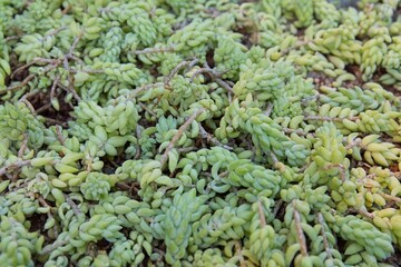 Closeup of Sedum morganianum, the donkey tail or burro's tail, is a species of flowering plant in...