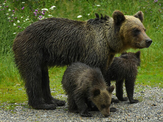 A female bear - Ursus arctos - with her two cubs waiting for food from tourists on Transfagarasan road, Romania. They wait in a meadow for food. 