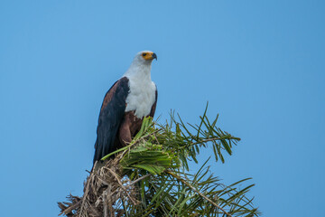 African fish eagle in the Queen Elizabeth National Park, Uganda