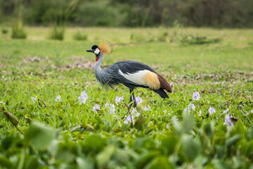Naklejka premium Crested crane in flowers in Murchison Falls National Park, Uganda