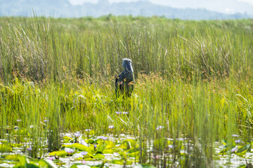 Shoebill at the Lake Victoria, Uganda