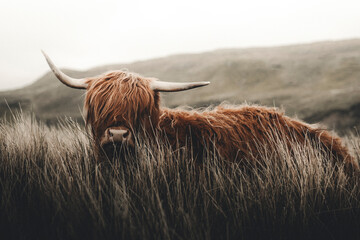 View of a Scottish highland cow laying in the grass near Plockton, Scotland.