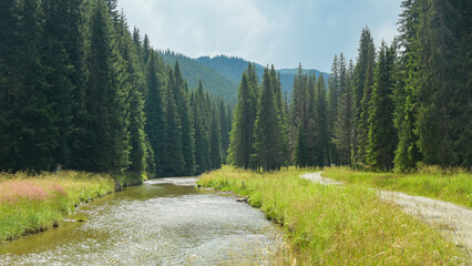 Lotru river flowing out of wild coniferous forests through green pastures, meadows and glades....
