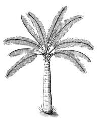 Hand drawn a palm tree