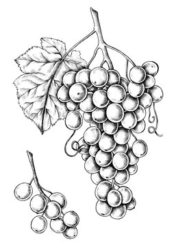 Hand drawn fresh grapes transparent png