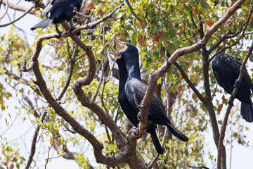 枝の取り合いをする川鵜　巣の作成中
