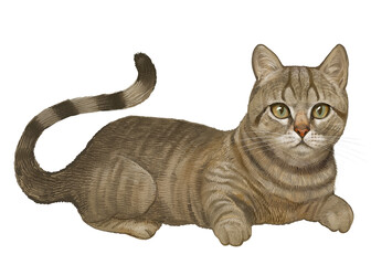 Cat pet png illustration sticker, transparent background