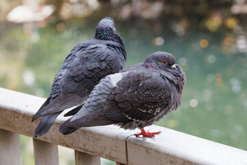 丸くなったカワラバト