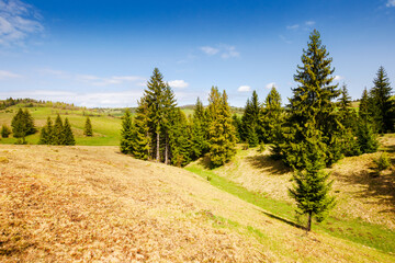 coniferous trees on the grassy hills and meadows of the carpathian countryside in spring. rural landscape of ukraine on a sunny day - 788202716