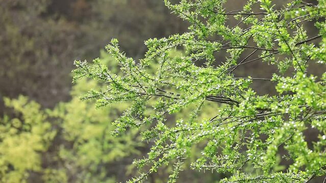 新緑　若葉　木の葉　グリーン　イメージ　スロー