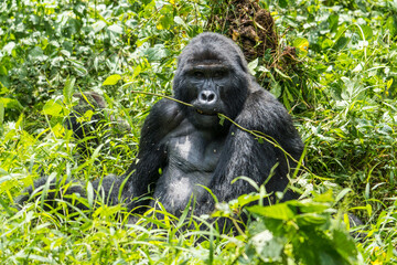 Mountain gorilla in the Bwindi Impenetrable National Park, Uganda