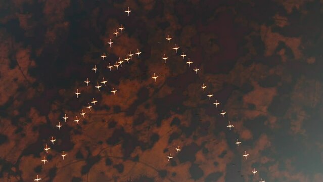 Aerial view of pink flamingos in mangrove, Celestun, Yucatan, Mexico.