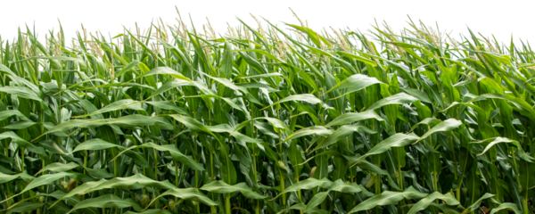 Corn field png border, environment, transparent background