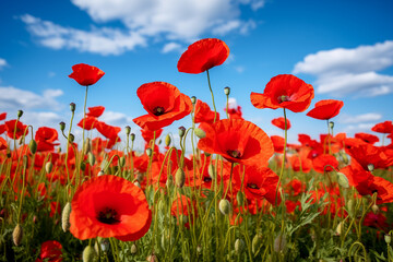 Beautiful red poppy flowers under blue sky with clouds Remembrance day