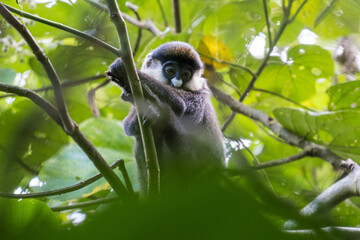 Red-tailed monkey in the Kibale National Park, Uganda