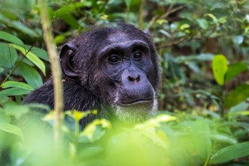 Chimpanzee in the Kibale National Park, Uganda