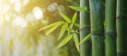 Obraz premium Lush bamboo forest and meadow with soft natural light green leaves and trees in blur style