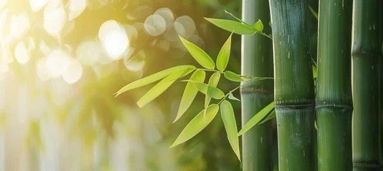 Tuinposter Lush bamboo forest and meadow with soft natural light   green leaves and trees in blur style © Ilja