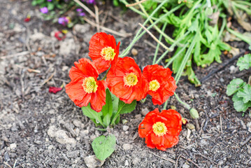 Red poppies growing in the garden in spring.