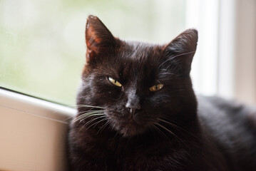 Portrait of a black beautiful cat. - 788206929
