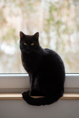 Portrait of a black beautiful cat. - 788206976