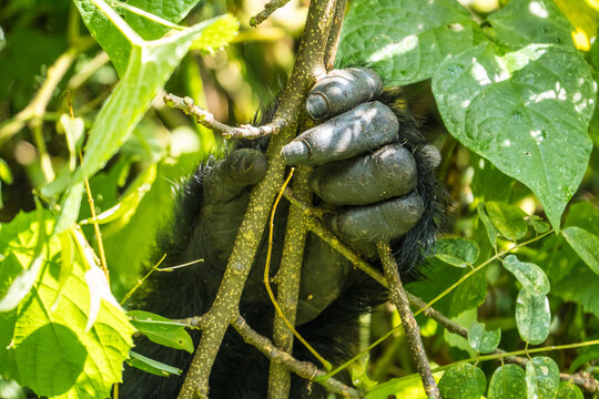 Mountain gorilla hand in the Bwindi Impenetrable National Park, Uganda
