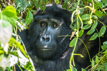 Mountain gorilla in the Bwindi Impenetrable National Park, Uganda © Nadine Wagner