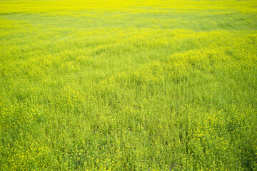 Yellow and green background of a rapeseed field