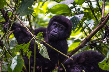 Mountain gorilla baby in the Bwindi Impenetrable National Park, Uganda