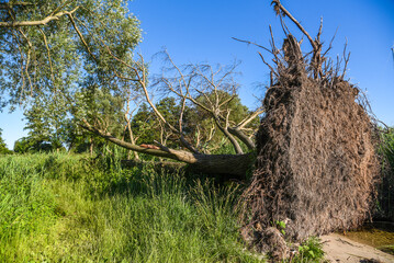 A tree fallen by the wind in summer with its roots visible.